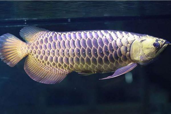 正宗金龍魚多少錢一條啊價格