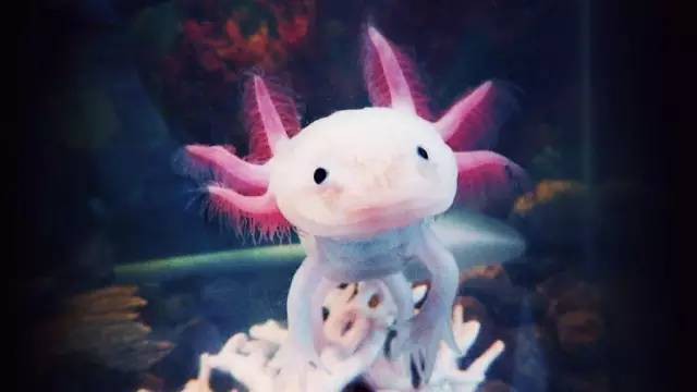 六角龍魚好養么嗎 六角龍魚好養么嗎 龍魚百科 第5張