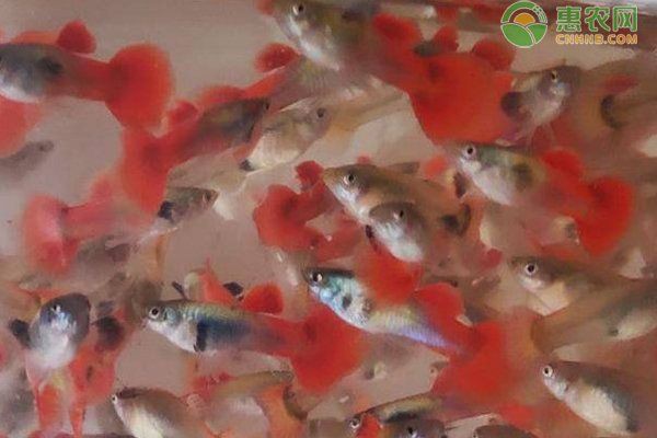 魚尾巴充血爛尾怎么辦