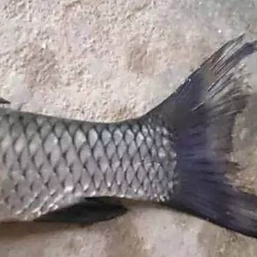 魚尾巴充血爛尾怎么辦