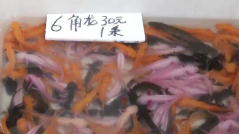 六角龍魚價錢貴嗎（六角龍魚健康檢查指南六角龍魚健康檢查指南）