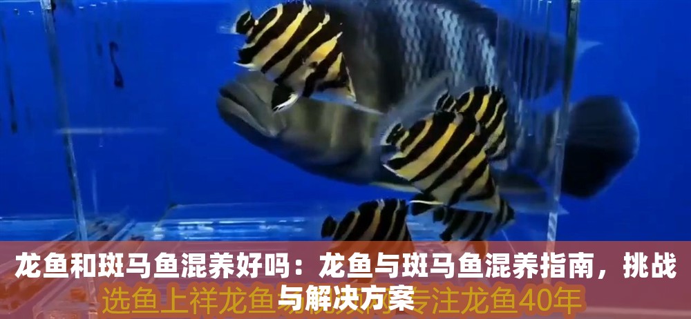 龍魚和斑馬魚混養(yǎng)好嗎：龍魚與斑馬魚混養(yǎng)指南，挑戰(zhàn)與解決方案