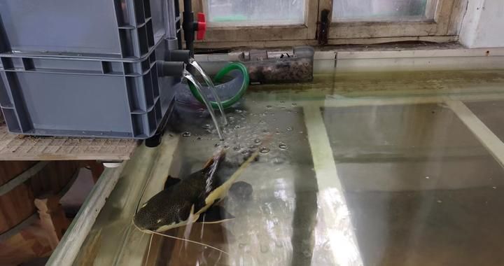 龍魚太大缸子太小怎么處理（遇到龍魚太大而缸子太小的情況時）