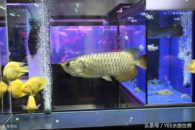 龍魚太大缸子太小怎么處理（遇到龍魚太大而缸子太小的情況時）