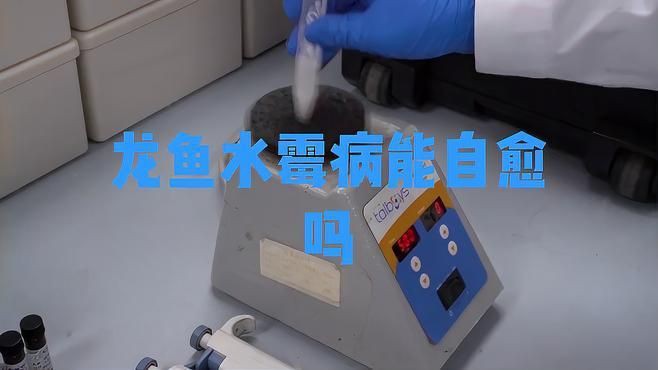 龍魚身上爛了會自愈嗎？