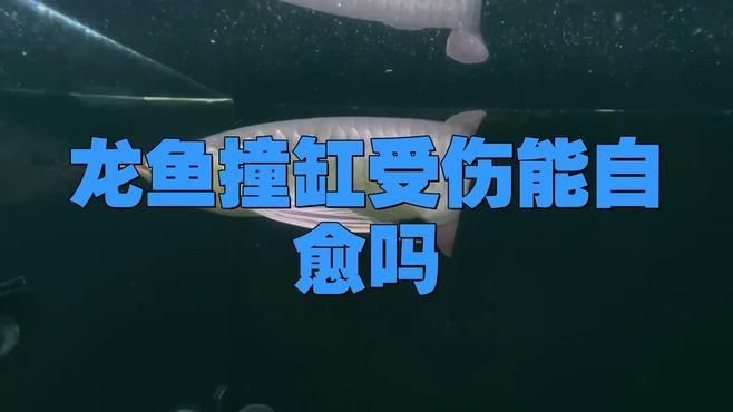 龍魚身上爛了會自愈嗎？