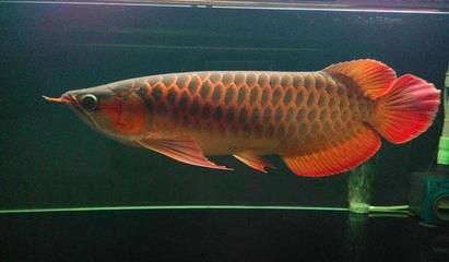 紅龍魚吃啥最好養活一點（紅龍魚吃什么最好紅龍魚吃什么最好紅龍魚吃什么最好）