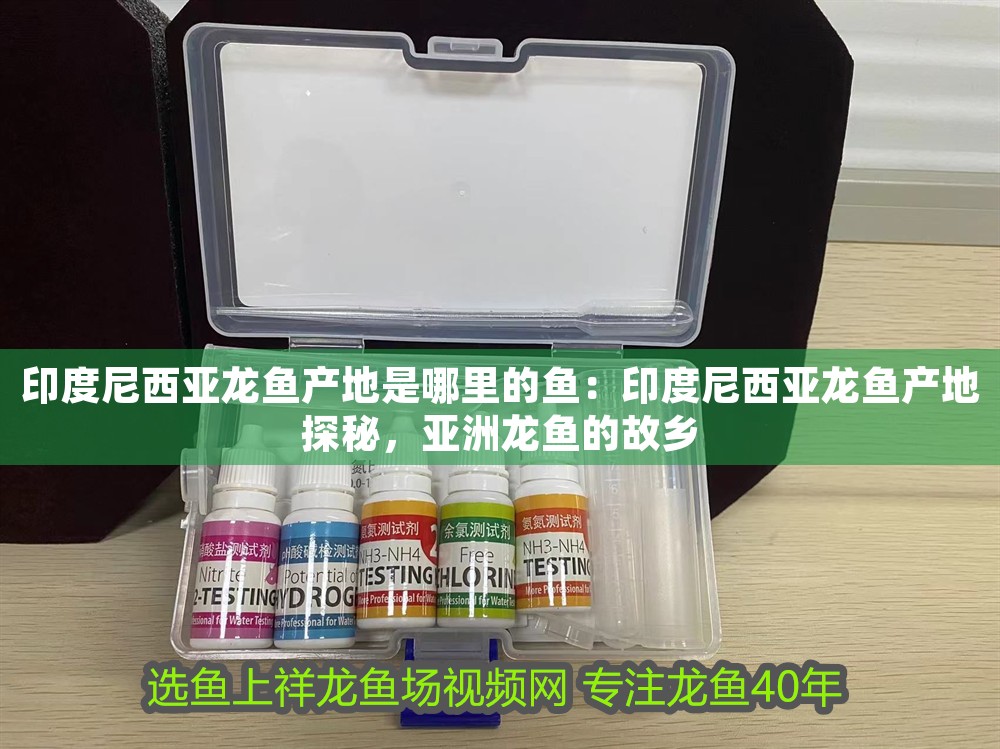 印度尼西亞龍魚產地是哪里的魚：印度尼西亞龍魚產地探秘，亞洲龍魚的故鄉