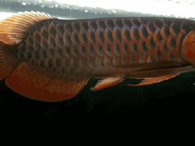 紅龍魚尾鰭虎斑紋圖片