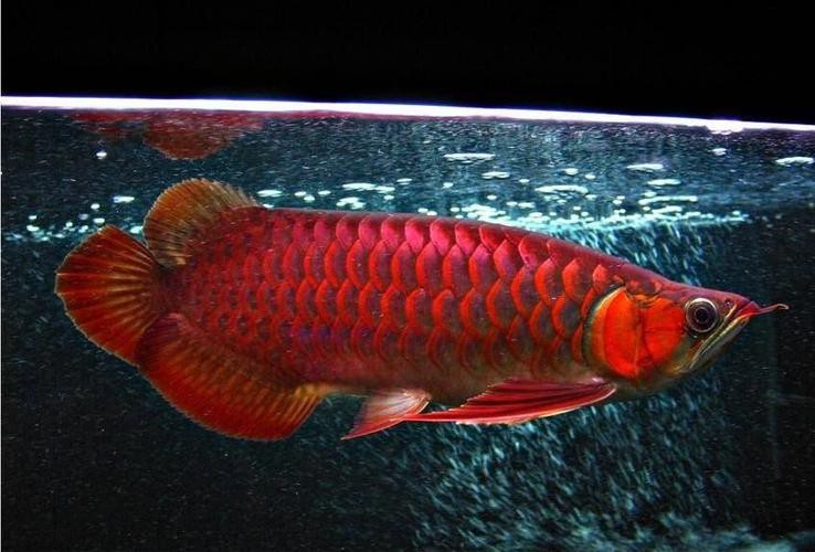 紅龍魚尾鰭虎斑紋圖片