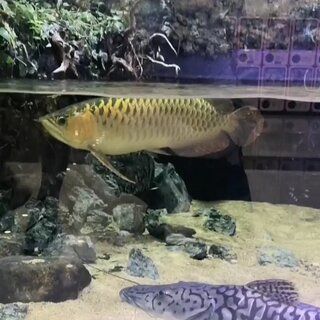 總感覺自己的金龍魚很笨怎么回事（金龍魚的行為特點）