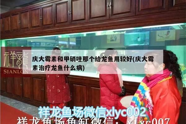 甲硝唑片對龍魚作用與用途：甲硝唑在龍魚養(yǎng)殖中的作用與用途