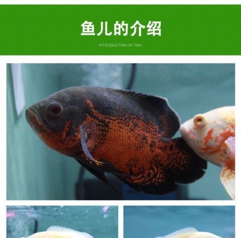 印尼加里曼丹紅龍魚咋樣養：印尼加里曼丹紅龍魚的發色跟后天的生存條件有很大關系