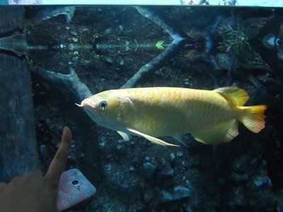 金龍魚參觀感想：金龍魚公司參觀活動報名