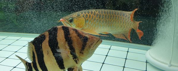 如何讓龍魚不打架呢：如何避免龍魚之間的爭斗