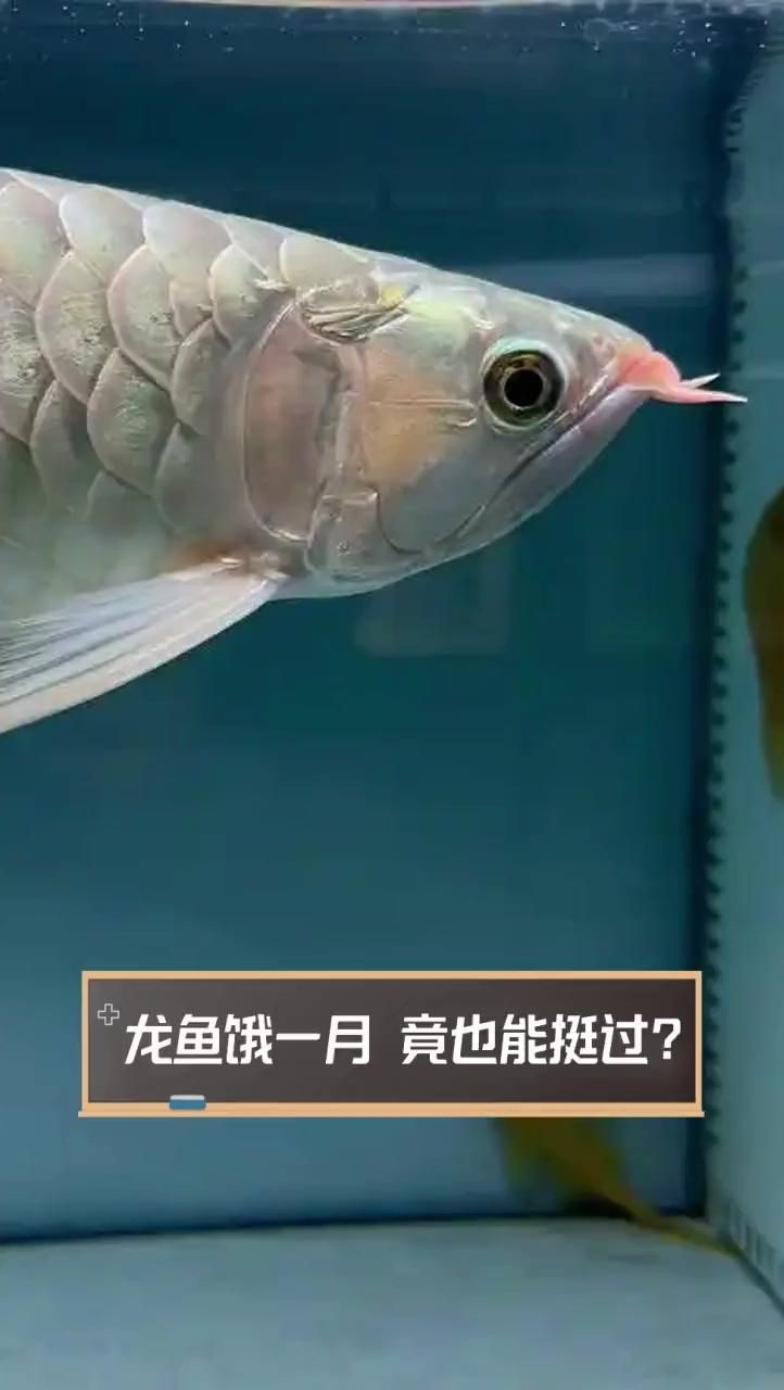 紅龍魚幾天不吃會餓死 紅龍魚幾天不吃會餓死 龍魚百科 第3張