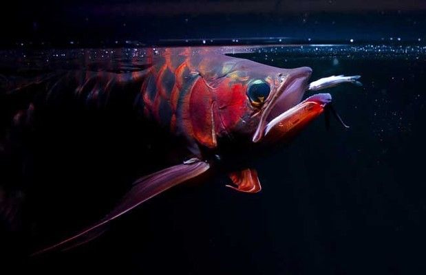 紅龍魚怎么養及喂養技巧（紅龍魚喜歡在較暗的環境中生活，紅龍魚水質管理技巧）