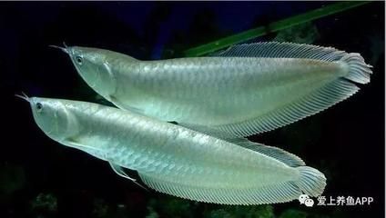 龍魚喂小魚和蝦哪個好養：如何挑選適合龍魚的小魚