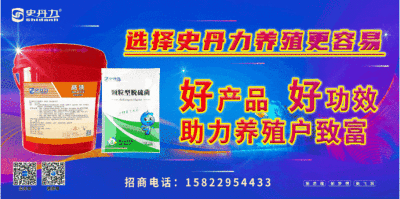 龍魚喂小魚和蝦哪個好養：如何挑選適合龍魚的小魚
