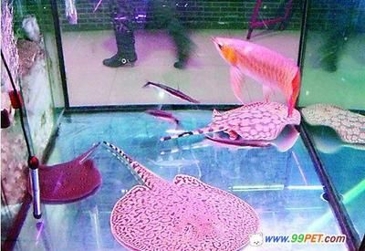 紅龍魚新入缸什么時候吃魚食：新入缸的紅龍魚什么時候吃魚食