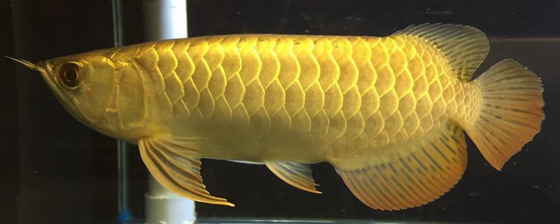 金龍魚成年后還會發(fā)色嗎？