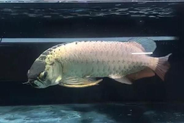 賽級龍魚是什么意思：賽級龍魚是一種在中國文化中具有高品質和高品質和高品質的金龍魚