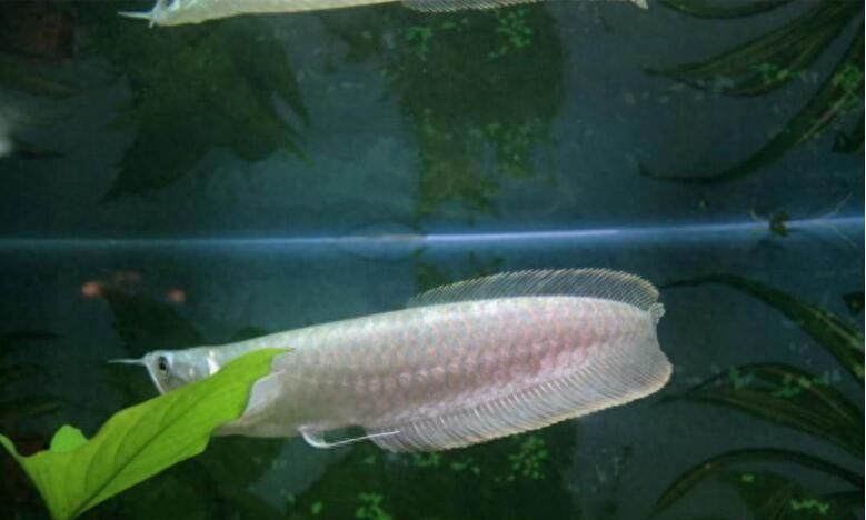 龍魚用頂燈會掉眼嗎視頻：使用頂燈照明龍魚會導致掉眼嗎