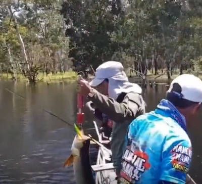 金龍魚和紅龍魚哪個好釣：金龍魚和紅龍魚哪個好釣呢？