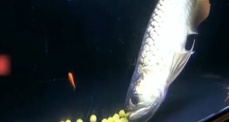 金龍魚和紅龍魚哪個好釣：金龍魚和紅龍魚哪個好釣呢？