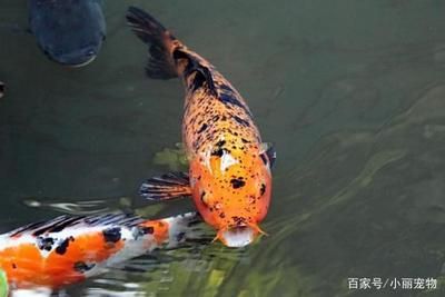 養龍魚用什么顏色背景：養龍魚的背景顏色選擇