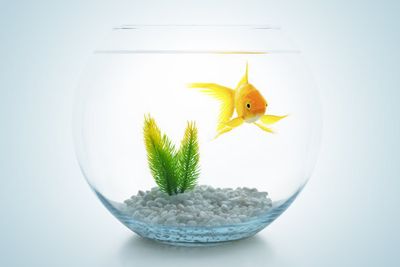 龍魚龍魚養(yǎng)幾條旺財（龍魚養(yǎng)殖風水禁忌）