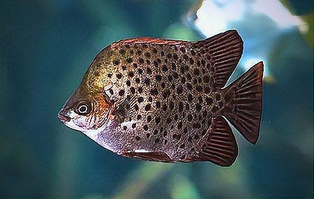 金鼓魚煮熟了還有毒嗎