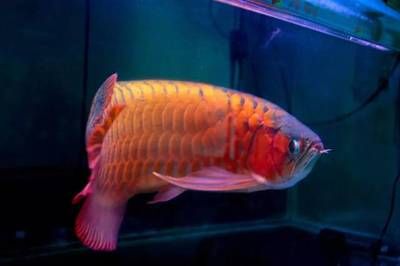 龍魚價格下降的時間（關于龍魚價格下降的具體時間點并沒有明確的數據）