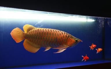 龍魚價格下降的時間（關于龍魚價格下降的具體時間點并沒有明確的數據）