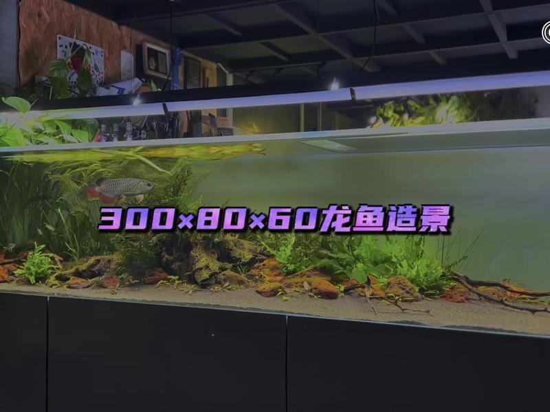 金龍魚魚缸怎么造景的視頻