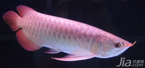 家里養銀龍魚對風水好嗎（家里養銀龍魚有什么禁忌銀龍魚養幾條風水好嗎）