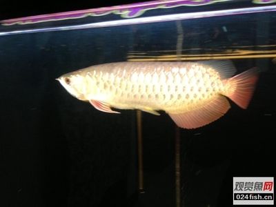 高背金龍魚亮幾排鱗：關于高背金龍魚亮起鱗片的具體信息