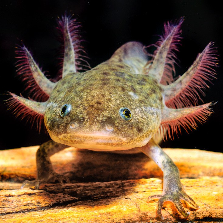 六角龍魚和六角恐龍魚區別