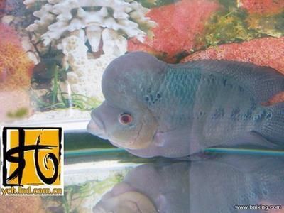 星點金龍魚市場供需關系（星點金龍魚市場價格趨勢）
