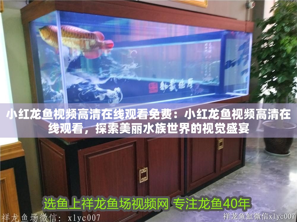 小紅龍魚視頻高清在線觀看免費(fèi)：小紅龍魚視頻高清在線觀看，探索美麗水族世界的視覺盛宴