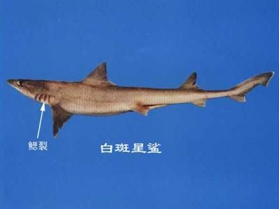 龍魚嘴巴裂了（龍魚嘴巴裂了,龍魚嘴巴裂開可能是因?yàn)樽哺谆蚴艿酵鈧麑?dǎo)致的）