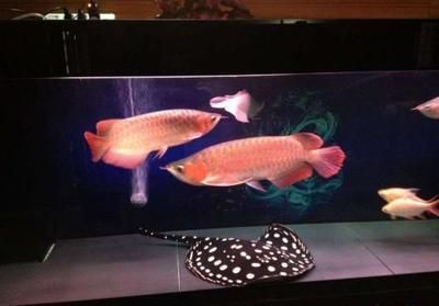 龍魚是熱帶魚嗎？冬天用加熱棒嗎怎么養：冬季養殖龍魚時，使用加熱棒來維持適宜的水溫是必要的