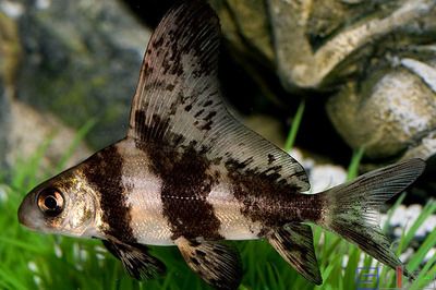 胭脂孔雀龍魚兇嗎（胭脂孔雀龍魚的兇猛程度可以從多個方面來評估）