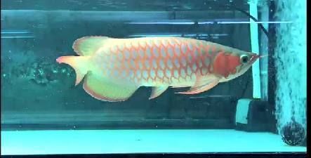 20厘米的龍魚需要多大缸養(yǎng)（20厘米的龍魚需要多大魚缸？）