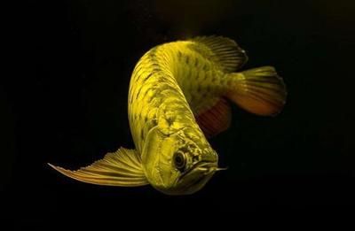龍魚怎么爬背快：如何判斷龍魚營養是否充足,龍魚爬背后如何曬太陽