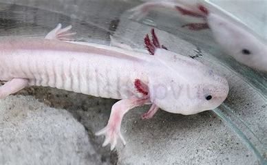 龍魚怎么爬背快：如何判斷龍魚營養是否充足,龍魚爬背后如何曬太陽