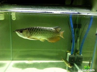 龍魚飼養技巧圖解：關于龍魚飼養技巧圖解