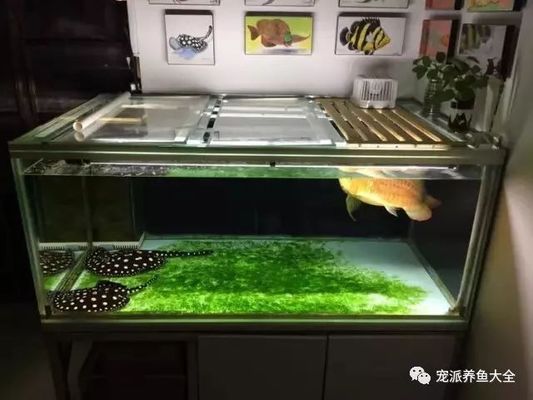 龍魚缸夏天怎么降溫：常見的龍魚缸夏天降溫方法，龍魚缸夏天降溫方法