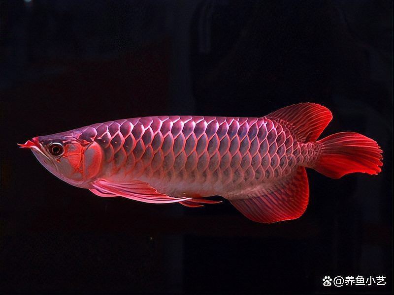 龍魚一周不開口正常嗎