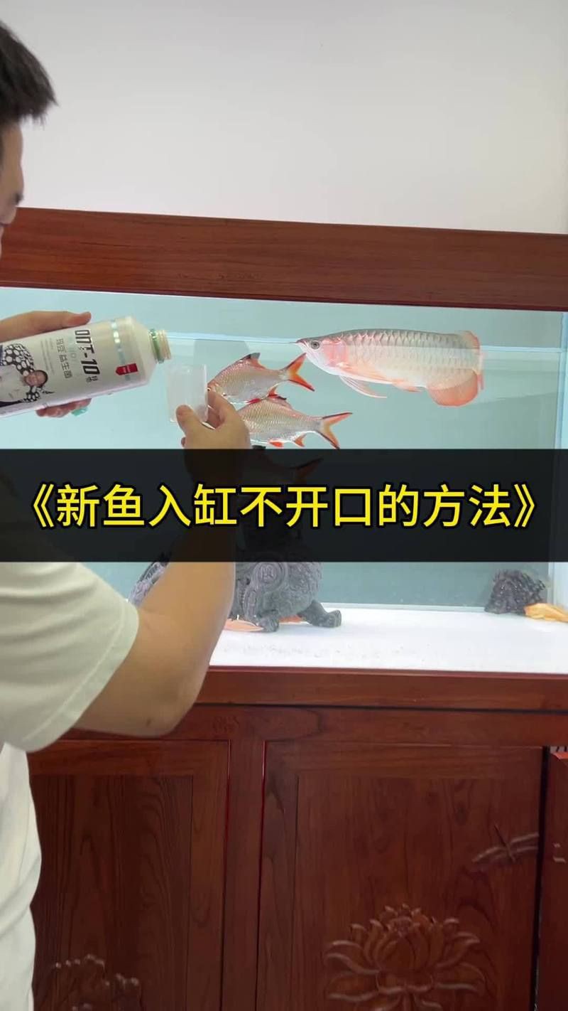 龍魚一周不開口正常嗎